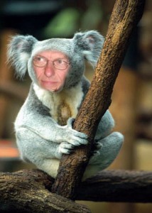 cogito_koala.jpg